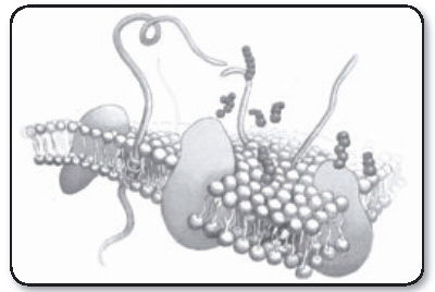 Bacteria Cell Membrane