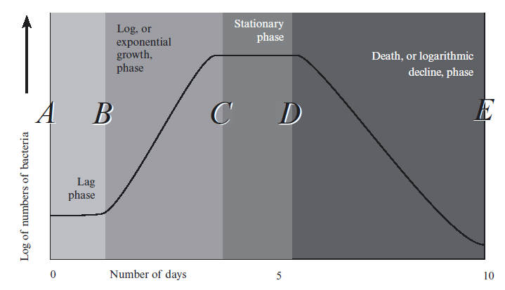 Bacterial Growth Curve