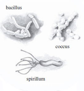 shapes of bacteria shapes of bacteria