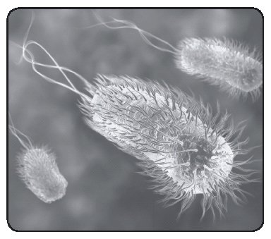 E. coli Artwork