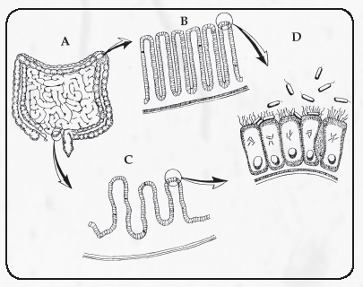 E. coli Biomatrix