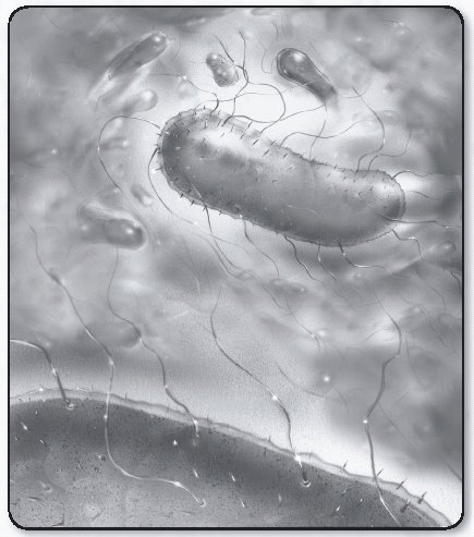 E. coli Illustration