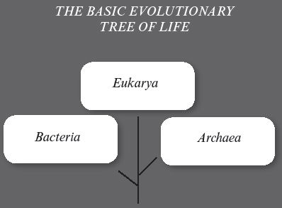 Evolutionary Tree of Life