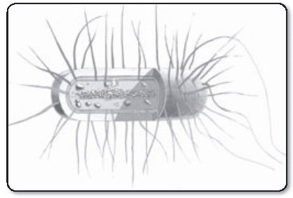 Typical Bacteria Cell