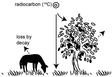 radio carbon dating has to be