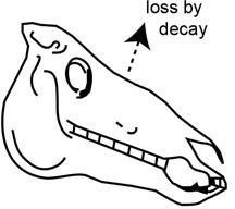 Radiocarbon Dating