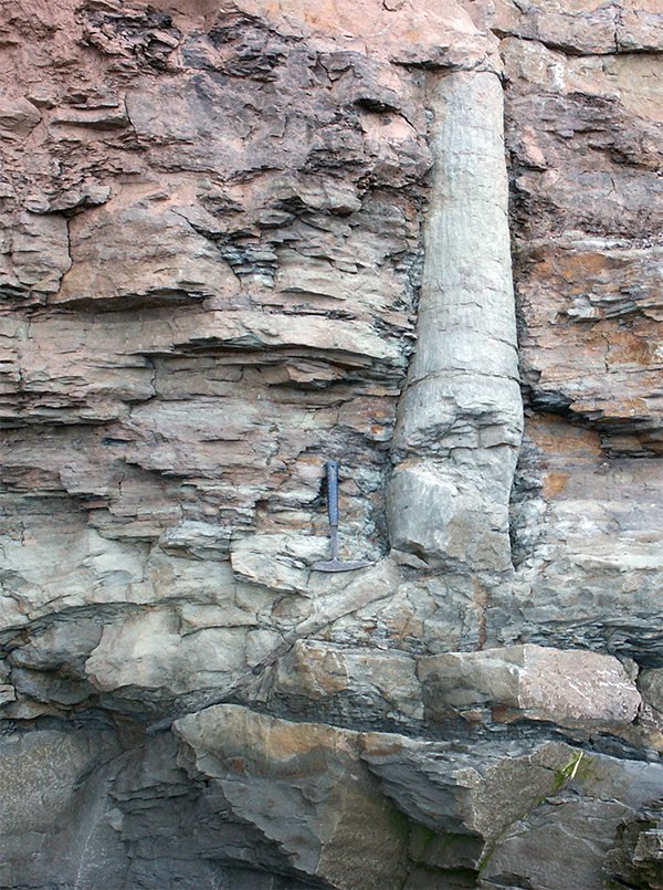 Fossilized Tree