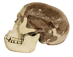 Skull Reconstruction