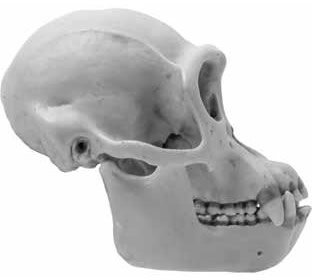 Chimp Skull