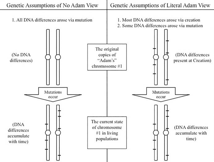 Genetics Confirms The Recent Supernatural Creation Of Adam - 