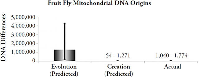 Fruit Fly Mitochondrial DNA Origins