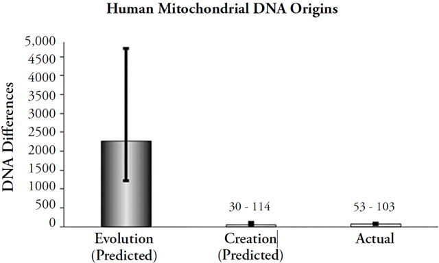 Human Mitochondrial DNA Origins