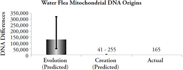 Water Flea Mitochondrial DNA Origins