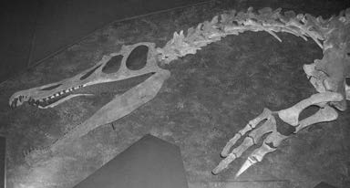 Where Did Dragons Come From?, Science