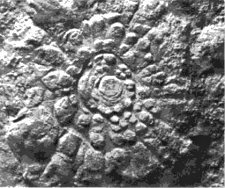 Fossil jellyfish