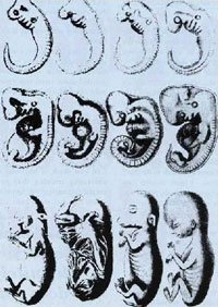 diagram of Haeckel's embryos