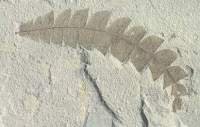 Fossil Comptonia