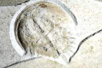 Fossil Horseshoe crab