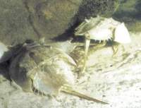 Living Horseshoe crabs