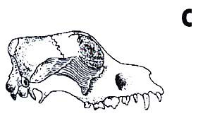 Skull C