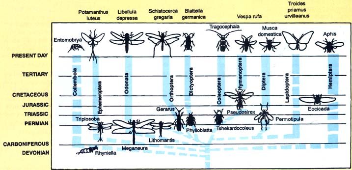 Insect family tree