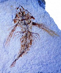 fossil of 'flying' fish