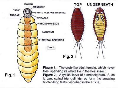 Parts of the Strepsiptera