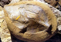 Fossil in Dakota sandstone