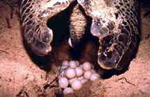 turtle eggs