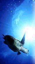 marine turtle in sea