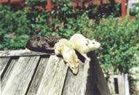 A black rat with two white rats