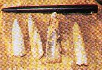 Belemnite fossils