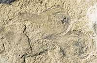 Tadpole shrimp fossil