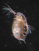 Daphnia