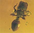 ancient counterpart found in Caribbean amber