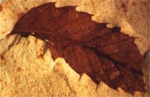 Fossil oak Quercus