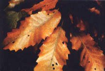 Fossil oak Quercus