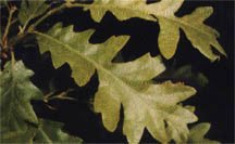 Fossil oak Quercus cerris
