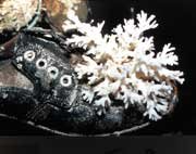 Coral shoe