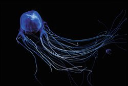 Venomous box jellyfish
