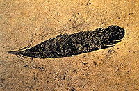 feather fossil