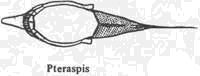 pteraspis