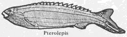 pterolepis