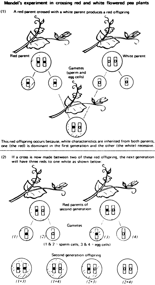 Plant genes