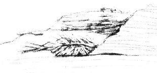 fossils in rocks