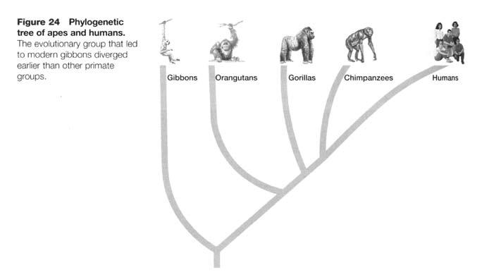 Primate Evolution Chart