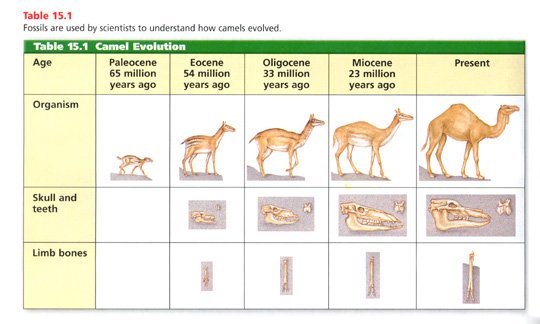 Camel Evolution