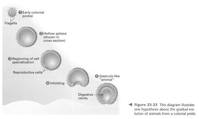 Development of Multicellular Life
