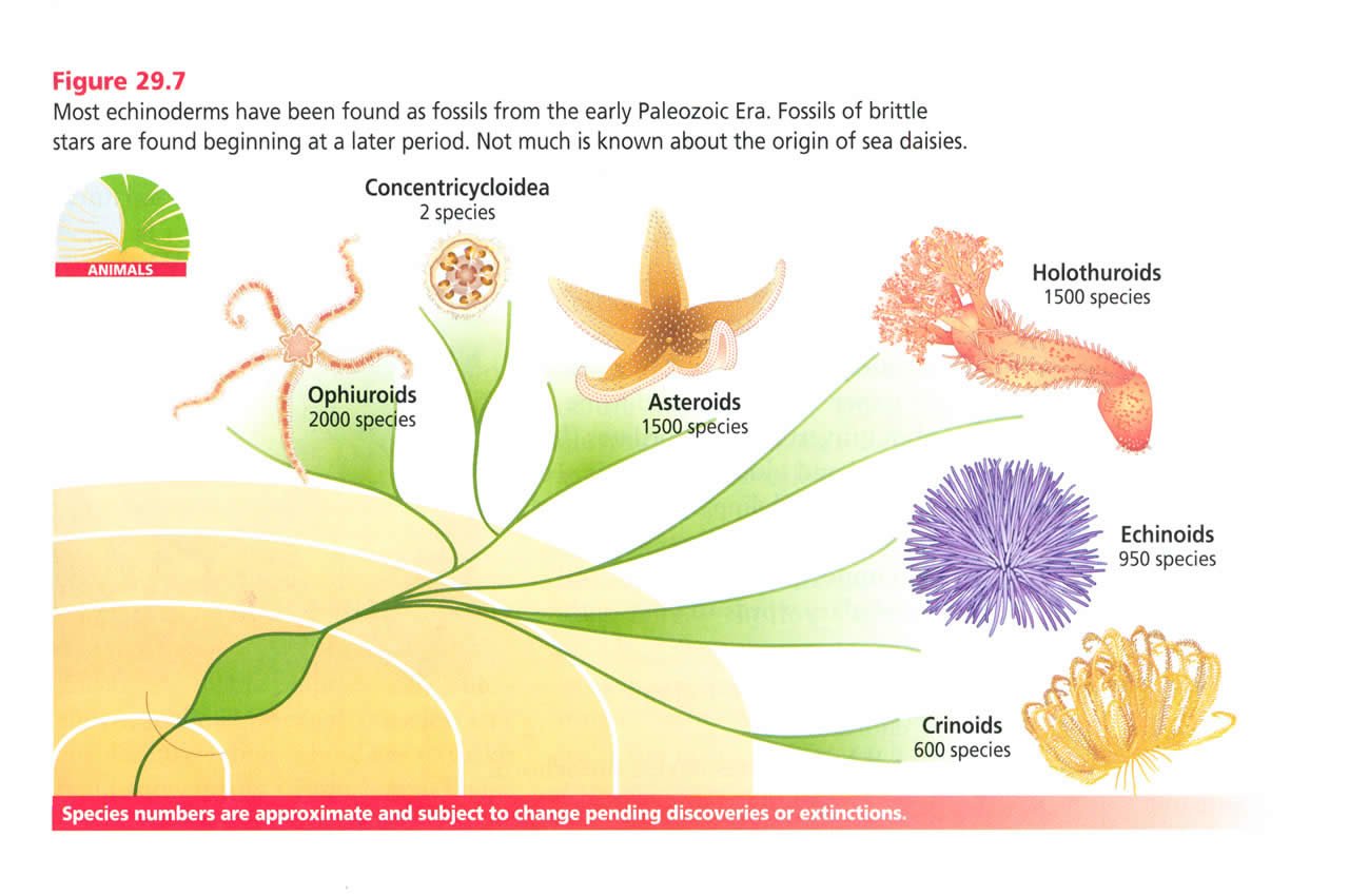 Evolution of Echinoderms