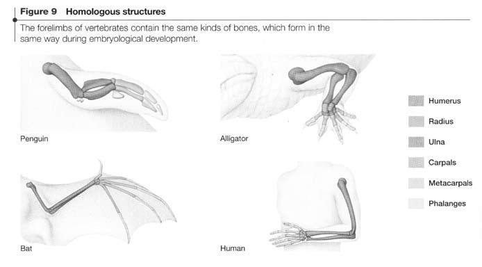 Forelimbs bone structure